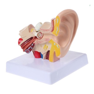 eas 1.5 veces tamaño de vida humano oído anatomía modelo OrganMedical suministros de enseñanza profesional