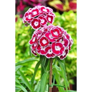 [disponible en inventario]100 pzs semillas de flores dianthus mix color chinensis biji bernih bunga dianthus t6cn