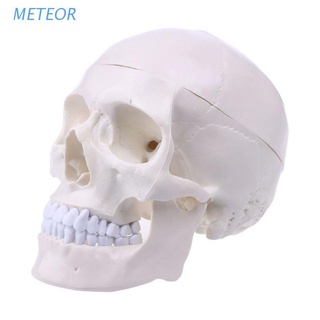 METE Human Anatomical Anatomy Head Skeleton Skull Teaching Model School Supplies Study Tool