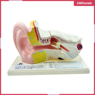 [XMFBQNEB] Enlarged Organ Ear Anatomy Model w/ Plastic Stand Expansion Display Teaching Supplies School Learning Tool Ear Model