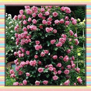 50 pzs semillas de rosas trepadoras para jardín, casa, balcón, decoración, plantas, flores bge1