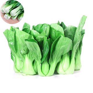 Semillas De Verduras Home Garden 500 Cantón PAK CHOI Repollo Chino Verde Bok Choy WIql