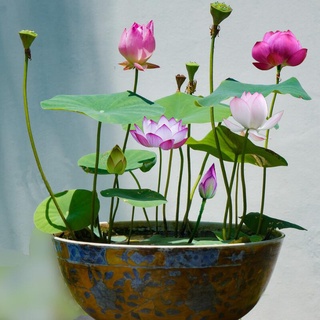 5pcs bowl lotus lirio de agua mezcla semillas de flores bonsai maceta jardín planta enano lirio de agua iqhs (4)