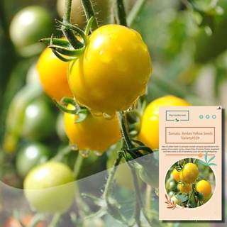 Semillas De Tomate , Amarillo Ámbar , Vegetales # 039 kSfb