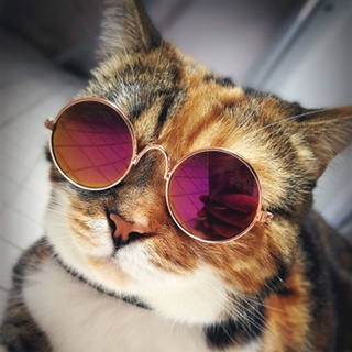 mocho1 encantadoras gafas de sol multicolor para mascotas/lentes de sol/accesorios para fotos/accesorios para perros/gatos/accesorios para perros/ropa de ojos/multicolor (4)