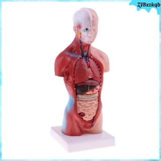 Modelo De Torso Humano Premium-Cuerpo Detallado Con Órganos Humanos Extraíbles , Gran Herramienta De Enseñanza Hospital