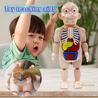 Conjunto de modelo de órgano humano DIY montar modelo de anatomía humana extraíble juguete educativo gran regalo para niños