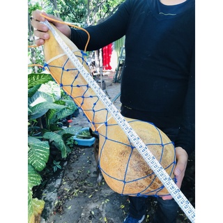 bule sonajero gigante calabaza de peregrino porongo para agua artesanias germinar plantar siembra (2)