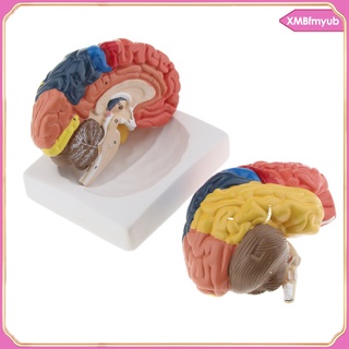 [MYUB] Cerebro Humano Modelo Anatmico Escolar Educativo Anatoma Mdica Cerebro Humano