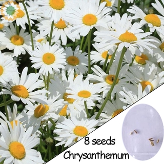 Chrysanthemum Snowland Flower Seeds - Approx. 8 Seeds