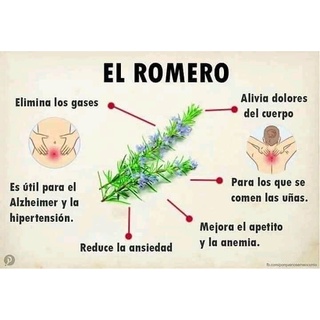 Aceite Esencial Natural De Romero 30 mL (2)