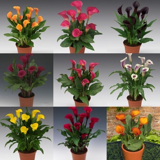 100 Semillas/Paquete De Flores De Lirio calla bonsai ornamental Plantas