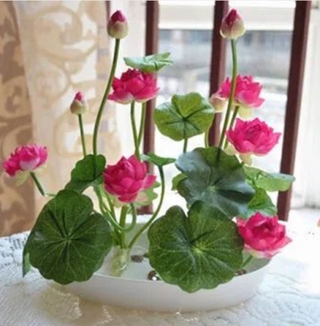 5 pzs semillas de flor de loto raras 6 plantas de agua bonsái jardín hidropónico pecb (4)