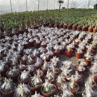 2 Pzs Semillas De Adenium Obesum Rosas Del Desierto Flores De Grado Plantado # FH001 t4hC (7)