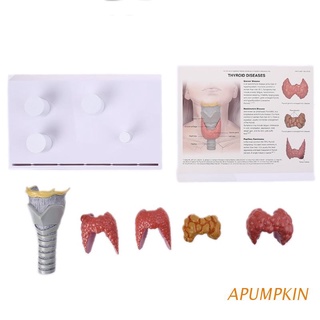 apumpkin humano anatómico glándula tiroides modelo patología anatomía sistema digestivo pantalla