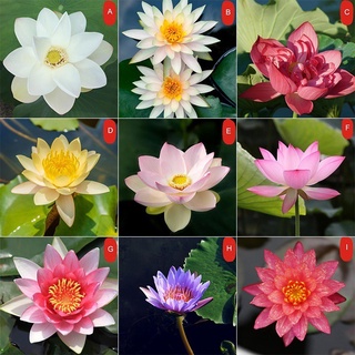 10 pzs semillas de lirio de agua para plantas acuáticas hidropónicas lotus bonsai kcbf