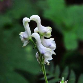 orquídea baru egretapprox.20pcs blanco cisne semillas de flores características características raras decoración de jardín jwgi (8)