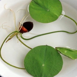 10/20/30 Pcs/bag Bonsai Flower Lotus Seeds Flower for Summer 100% Real Bowl Lotus Pots (4)