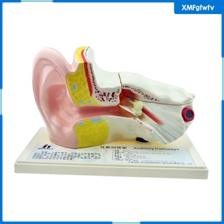 [XMFGFWFV] Enlarged Organ Ear Anatomy Model w/ Plastic Stand Expansion Display Teaching Supplies School Learning Tool Ear Model