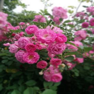 aprox. 100 pzas semillas de rosas multiflora trepadoras para jardín balcón patio trasero ogzt (5)
