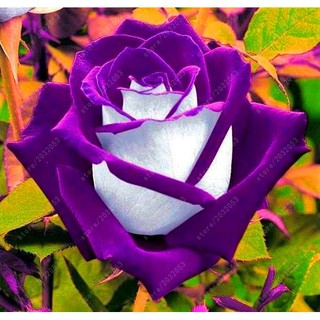 20 unids/bolsa semillas de rosas raras flor rosa negra con flores rojas borde semillas hogar jardín bonsai flores maceta semillas ub w8kf (2)