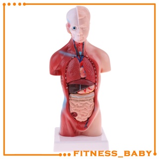 Modelo Del Torso Cuerpo Humano-Muestra La Sección Cerebro , El Corazón Pulmón Hígado Cráneo , etc .
