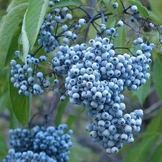 blue elderberry seeds - 20 semillas para plantar - sambucus caerulea - semillas no ogm ujky