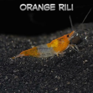 Ornamental camarones naranja Rilarium aquascape acuario