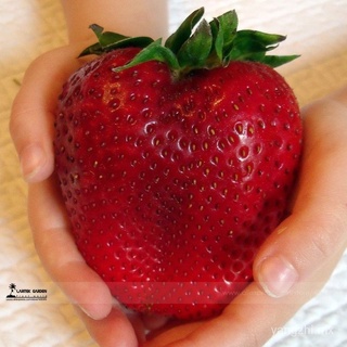 Rarest Heirloom Super Giant Japan Red Strawberry Organic Seeds , Paquete Profesional , 100 Semillas/, Dulce Jugosa Fruta E3063 Ppl3
