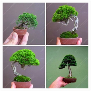 20 Pzs/Bolsa De Semillas De Pino En Miniatura , Árbol bonsai , Plantas Leñosas De Interior , Planta Perenne CVxJ (2)