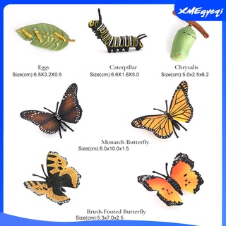 [XMEGYEQI] Ciclo de crecimiento de la mariposa Etapa de crecimiento de insectos Modelo de ciclo de vida de mariposa realista