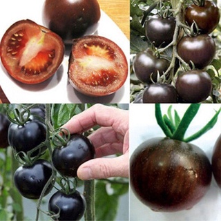 100 unids/bolsa semillas raras tomate negro cereza ruso reliquia semilla vegetal mini tomates hycy
