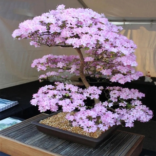 20Pcs Japanese Sakura Seeds Cherry Blossom Flower Seeds #FH39 (1)