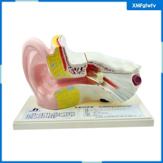 [XMFGFWFV] Enlarged Organ Ear Anatomy Model w/ Plastic Stand Expansion Display Teaching Supplies School Learning Tool Ear Model (6)