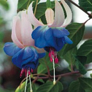 100 Sementes De Flores Fú @ @ C @ @ Sia Pçs / Saco Leia Estoque Lanterna Flor, Sementes De Flor Bonsai, Planta Para Ho Oi5G 0re6 (5)