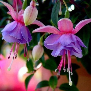 100 Sementes De Flores Fú @ @ C @ @ Sia Pçs / Saco Leia Estoque Lanterna Flor, Sementes De Flor Bonsai, Planta Para Ho Oi5G 0re6 (2)