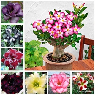 Semillas De Rosa Del Desierto 6 Unids/Bolsa , Color Mezclado , Flores Y Plantas En Maceta Debalcón , Adecuado Para Plantar Tp8L