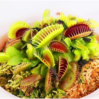 100Pcs Catchfly Potted Plant Seeds Garden Venus Flytrap Insectivorous Plant Seed (2)