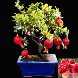 20 pzs/lote semillas de granada de bonsai muy dulces/semillas de frutas suculentas deliciosas semillas de árbol