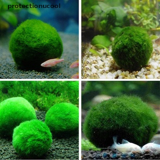 Pcmc 3-4cm Green Marimo Moss Ball Cladophora Live Aquarium Plant Fish Aquarium Decor Glory