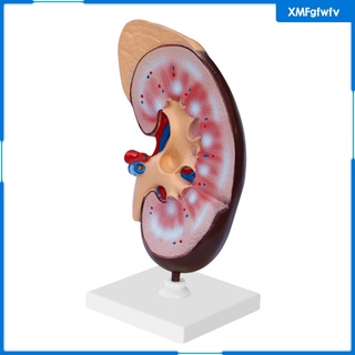 [XMFGFWFV] PVC Kidney Anatomical Anatomy Kidney Model, Expansion Display Educational Tool, Teaching Supplies School Learning Tool