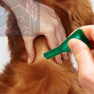 (Product Dm9dq) Frontline Dog piojos Medicine Plus hasta 10 kg para perros/perros por hasta 10 kg (1 pipeta) IB0