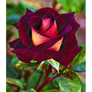 20 unids/bolsa semillas de rosas raras flor rosa negra con flores rojas borde semillas hogar jardín bonsai flores maceta semillas ub w8kf (3)
