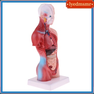 Torso Humano Cuerpo Anatomía Modelo Corazón Cerebro Esqueleto Médico Educativo 11 "