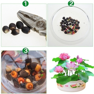 10/20/30 Pcs/bag Bonsai Flower Lotus Seeds Flower for Summer 100% Real Bowl Lotus Pots (5)