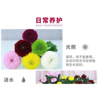 10pcsPing-Pong Crisantemo Semillas De Cuatro Estaciones Floración Fácil De Vivir Flor j5vx (9)