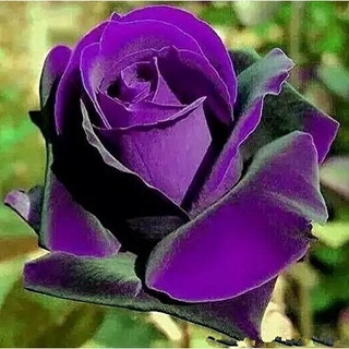 20 pzas de rosas bonsai.germany raras semillas de rosas de dragón púrpura. plantas con flores omwn