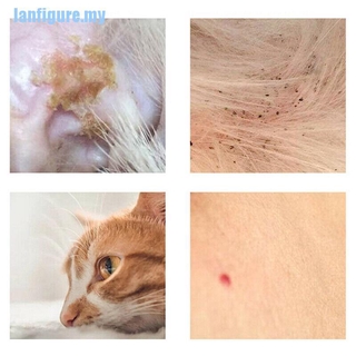 [bueno] Collar ajustable para perros de gato 3 meses Anti pulgas Collar de prevención de garrapatas Protec (5)