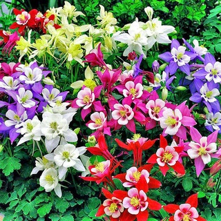 50 pzs semillas de flores de garra de gato hermosas semillas de columbina cuatro estaciones balcón en maceta jardín en casa tgp6