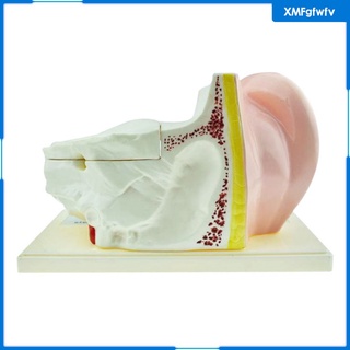 [XMFGFWFV] Enlarged Organ Ear Anatomy Model w/ Plastic Stand Expansion Display Teaching Supplies School Learning Tool Ear Model (4)